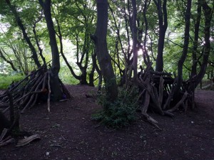 Building dens in the forest